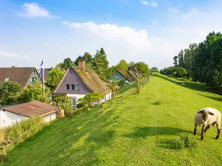 Thatched Roofs and Sheep