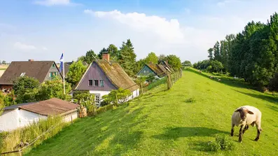 Thatched Roofs and Sheep