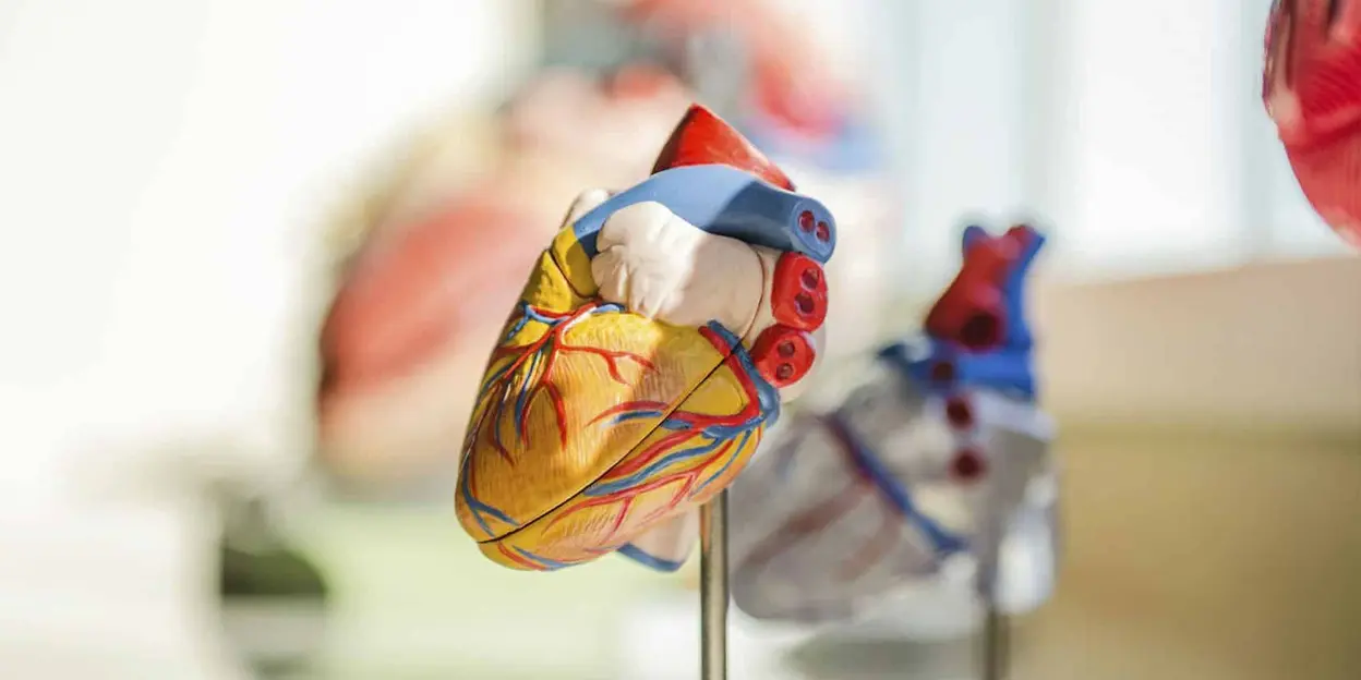 A detailed anatomical heart model with vibrant colors